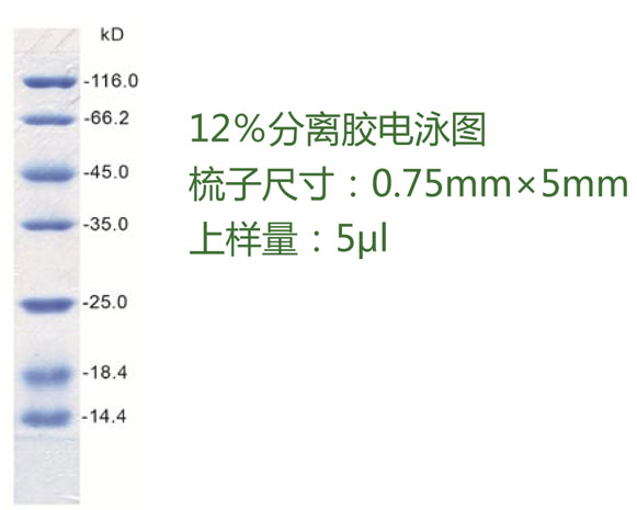 ZD101-2-低分子量蛋白分子量標(biāo)準(zhǔn)(非預(yù)染).jpg