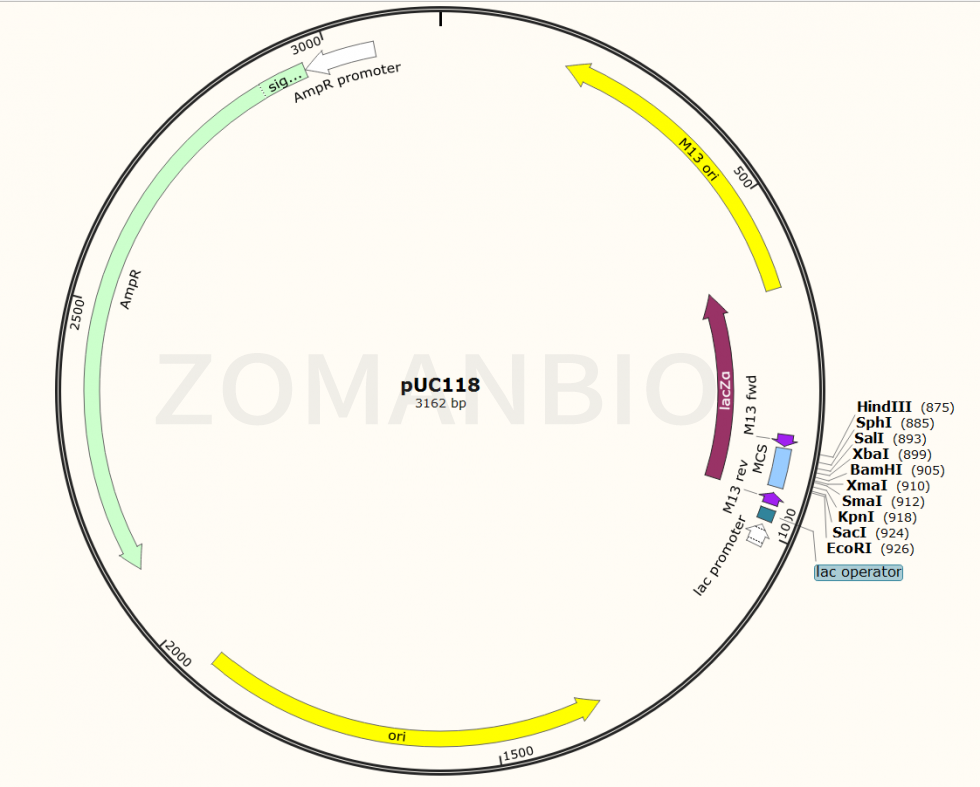 ZK111 pUC118大腸克隆質(zhì)粒.png