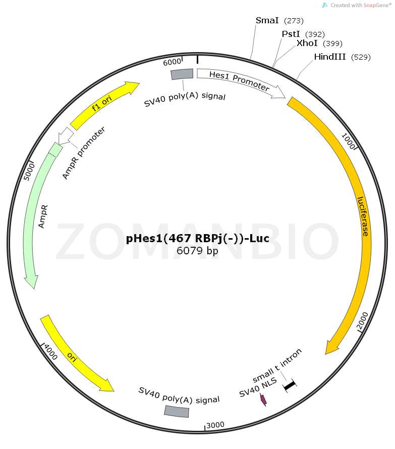 ZK511pHes1(467 RBPj(-))-Luc.png