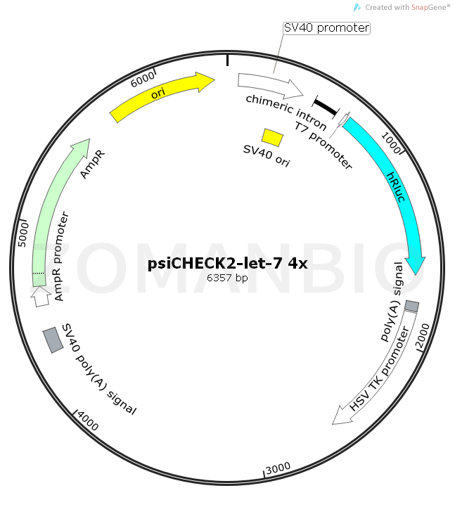 ZK514psiCHECK2-let-7 4x.png