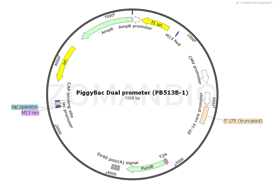 ZK564PiggyBac Dual promoter (PB513B-1).png