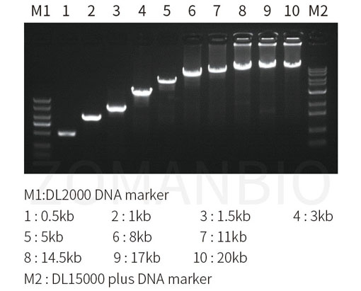 22.9 高保真酶圖1.jpg